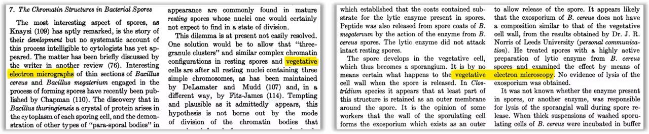 Призраки нейросетей: vegetative electron microscopy image preview
