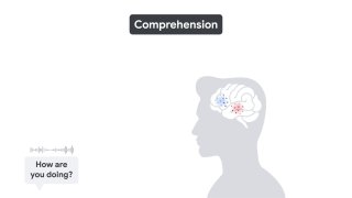 Как нейросети раскрывают секреты работы мозга image preview